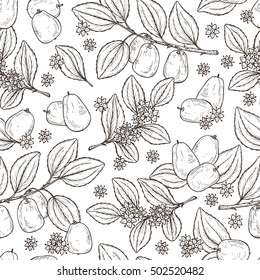 Patrón floral sin fisuras. Fruta tropical exótica Jujube a veces Ziziphus jujuba o zizyphus, fecha roja, fecha china, fecha coreana, fecha india. Hojas, Flores, Bayas. Planta medicamentosa
