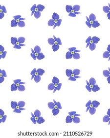 Floral seamless pattern, forget me not flowers.