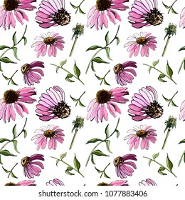 Floral seamless pattern  with hand drawn graphic  and colored sketch with echinacea flowers  on white background. Vector illustration.