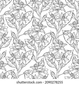 Floral seamless pattern with hand-drawn flowers neroli on white. Perfect for design templates, wallpaper, wrapping, fabric and textile.