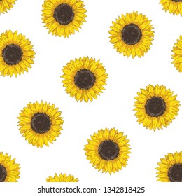 Floral seamless pattern with sunflower heads. Botanical backdrop with blooming flower or cultivated crop hand drawn on white background. Natural vector illustration in vintage style for fabric print.