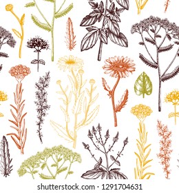 Floral seamless pattern. Vector background with hand drawn herbs. Vintage garden or field plants illustration. Summer flowers and weeds. Medicines and cosmetics ingredients. Engraved style.
