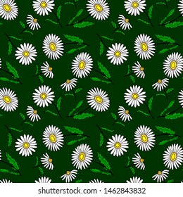 Floral seamless pattern of white daisies. Vector illustration of hand drawing