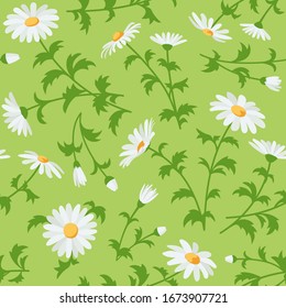 Patrón floral sin fisuras con flores blancas y hojas verdes sobre fondo coloreado. Dibujo de estilo plano vectorial adorno de chomile botánico. Daisies textura interminable para la moda, envoltura, diseño textil.