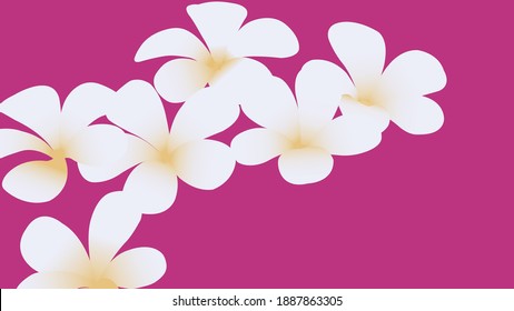 Floral seamless pattern. White plumeria flowers isolated on background
