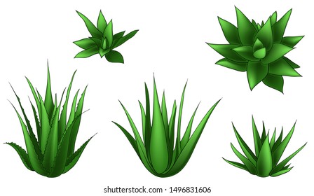 Floral set of aloe vera isolated vector illustration