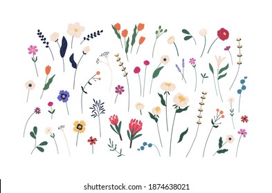 Floral set of beautiful blooming wildflowers and leaves. Botanical collection of cut meadow and garden flowers isolated on white. Elegant spring plants for floristry. Flat vector cartoon illustration