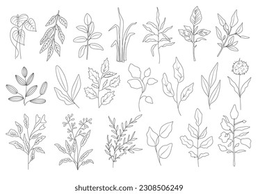 Floral set of black outline hand drawn elements, tree branch, bush, plant, tropical leaves, branches, petals isolated on white. Collection for design. Vector illustration.