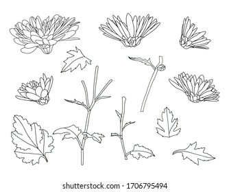 Floral set with blossoming chrysanthemum buds, stems and leaves for your design. black and white vector illustration. Contour elements are drawn by hand and isolated on a white background