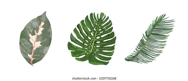 Floral set. Collection with isolated hand drawn tropical leaves. Design for invitation, wedding or greeting cards. Vector illustration.