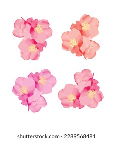 Floral set decorated with gorgeous multicolored blooming flowers. Spring botanical illustration on white background. Vector.