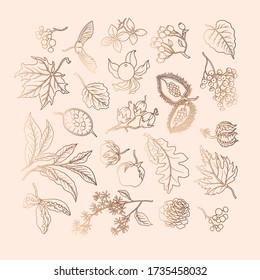 
Floral set with dried flowers. Isolated autumn elements for surface design. Graphic gold linear transparent elements