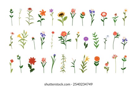 Conjunto floral. Flores de campo, flores de prado, plantas de jardín. Decoraciones de primavera y verano. Ramas decorativas naturales botánicas, ramitas simples. Ilustración vectorial plana aislada sobre fondo blanco