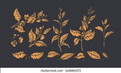 Floral set. Golden vector tea bush, bud, branch, leaf, flower. Botanical shape, nature isolate. Vintage elegant old collection. Summer garden. Organic aroma drink, herbal food