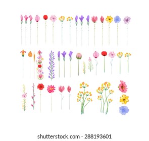 Floral set of graphic elements