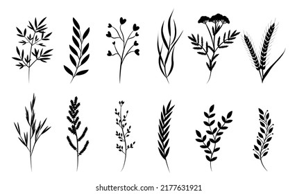 Floral set of hand drawn botanic elements. Vector