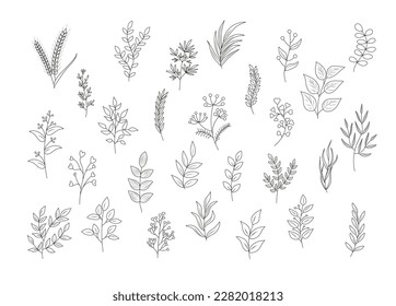 Floral set of hand drawn botanic elements. Vector illustration