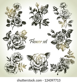 Floral set. Hand drawn illustrations of roses