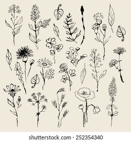 Floral set  hand drawn. vector