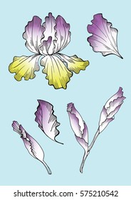 Floral set with Iris flowers isolated on blue background. Hand drawn elements for floral design. For invitation, greeting cards, textile, paper and wrapping