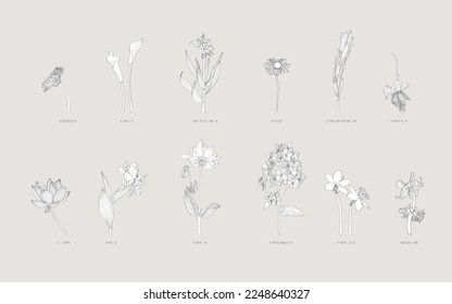 Floral set, outline black flowers, simple line art floral collection, line-art different flowers, roses, daffodils, herbal, lily, for your design isolated on white background.