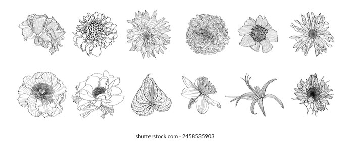 Floral set, outline black flowers, simple line art floral collection, line-art different flowers, roses, daffodils, herbal, lily, for your design isolated on white background.