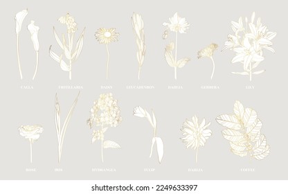 Floral set, outline golden line flowers, simple line art floral collection, line-art different flowers, roses, daffodils, herbal, lily, for your design isolated on white background.