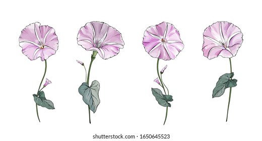 Floral set of pale pink flowers bindweed on stems with green leaves. Isolated on white. Morning-glory for the design greeting cards, wedding invitation,textiles, wallpaper. Vector stock illustration.