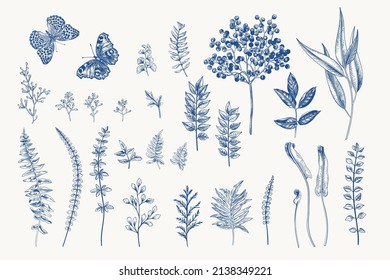 Floral set with plants, berries and butterflies. Vector botanical illustration. Fern, elderberry, eucalyptus. Blue color.