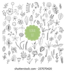 Floral set, plants and herbs 
