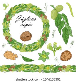 Floral set of seamless floral brushes from walnut plant elements and a beautiful wreath. Isolated and hand drawn walnut elements illustration. Floral background. Latin name