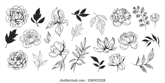 Floral set. Sketches of flowers, plants, leaves. Hand drawn illustration converted to vector. Outline with transparent background 