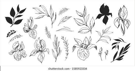 Floral set. Sketches of flowers, plants, leaves. Hand drawn illustration converted to vector. Outline with transparent background 