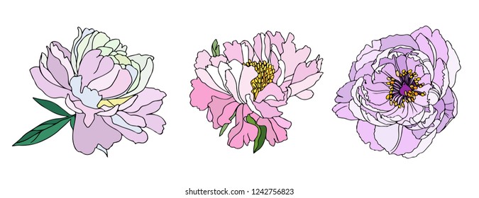 Floral set tender peony. Vector illustration. Creative realistic drawing, tattoo. Vintage paintings, postcard, background, wallpaper. Interior decoration, textile. Flowers gift for women