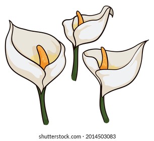 Conjunto floral con tres muestras de flores de lirio calal al estilo de las caricaturas, aisladas sobre fondo blanco.