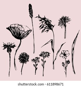 Floral set. Vector collection of flowers and herbs.