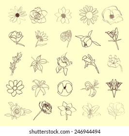 Floral set, vector illustration.