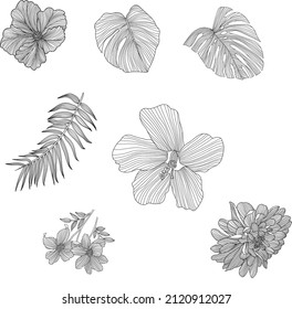 Floral Sketch Collection. Drawings of flowers and leaves. Black and white line art on white background. Vector. Line art. Hibiscus Flower.