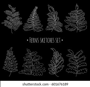 Floral sketches set. Vector ferns collection. Hand drawn botanical illustration. Decorative graphic image