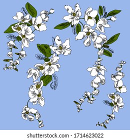 Floral spring pattern. White exochorda flowers on a blue sky background.