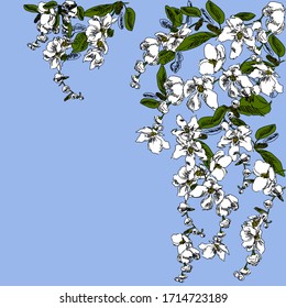 Floral spring pattern. White exochorda flowers on a blue sky background.