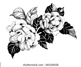 花の春のバラは白黒イラスト のイラスト素材