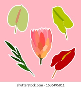 Floral spring, summer sticker vector set. Protea, anthurium, leaves on pink background. Cartoon Flowers, plants illustration for cards, clothes, weddings, notebooks, Women's, Mother's, Valentine's Day
