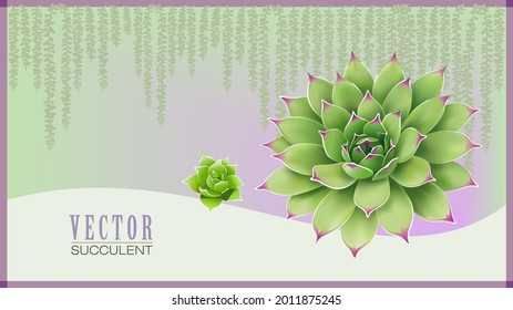 Floral succulent and petals with violet tips.