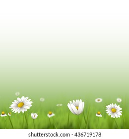 Floral summer background with chamomiles.