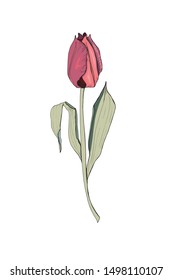 Floral summer elements of rose tulips. For romantic and easter design, announcements, greeting cards, posters, advertisement.