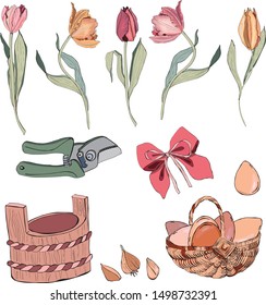 Floral summer elements of tulips. For romantic and easter design, announcements, greeting cards, posters, advertisement