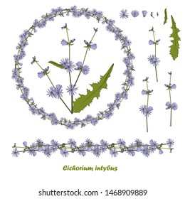 Floral summer template set with cute bunches of blue chicory flowers on white. For romantic design, announcements, greeting cards, posters, advertisement, gardening stock vector illustration for web, 