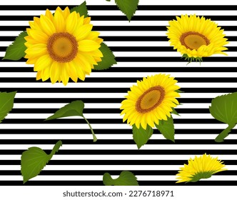 Floral sunflower background, yellow blossoms and green leaves, black and white stripes pattern. Wedding garden petals, daisy leaves for wallpaper, realistic leaf. Vector seamless texture