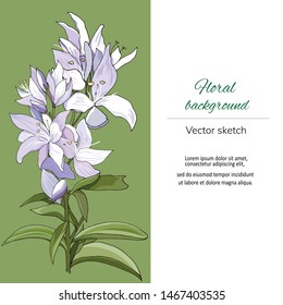 Floral text frame for greetings and invitations. Light green background and violet flowers. Vector illustration